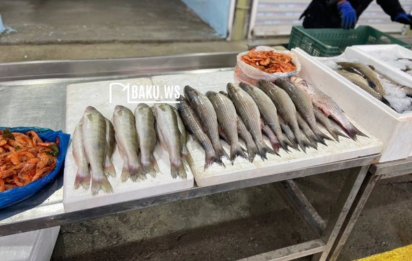 Bakıda balıq yarmarkası fəaliyyətə başladı