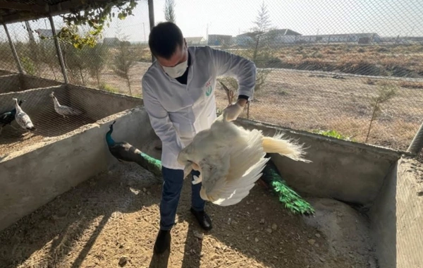 Restoranda qanunsuz saxlanılan heyvanlar xilas edilib