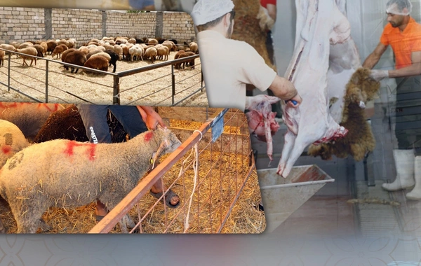 How should the meat of a sacrificial animal be distributed?