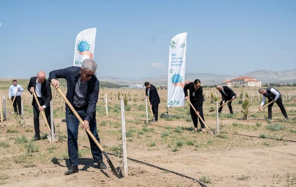 Müşfiqabadda ağacəkmə aksiyası keçirilib
