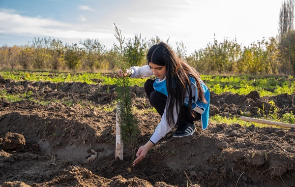 İDEA Sabirabad və Cəlilabad rayonlarında kütləvi ağacəkmə aksiyaları təşkil edib