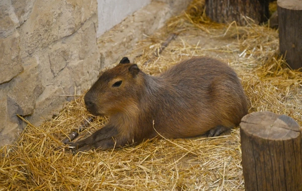 Leyla Əliyeva Şamaxıda "Capybara Azerbaijan" fermasında olub