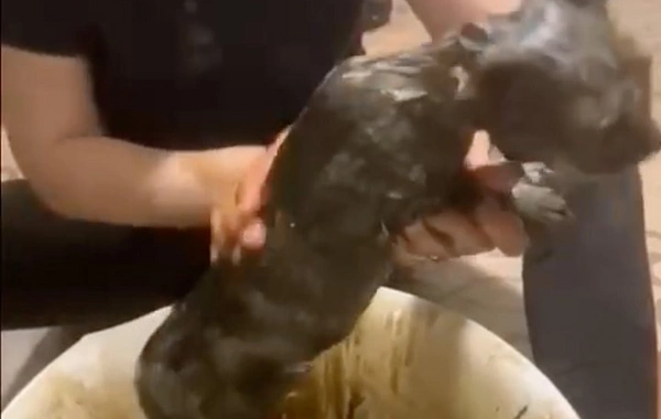 Tuapsedə PUA hücumundan sonra "qara yağış" canlılara ZƏRƏR VURUB