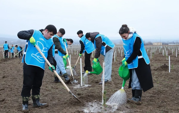 IDEA Şəki və Qəbələdə kütləvi ağacəkmə aksiyası təşkil edib