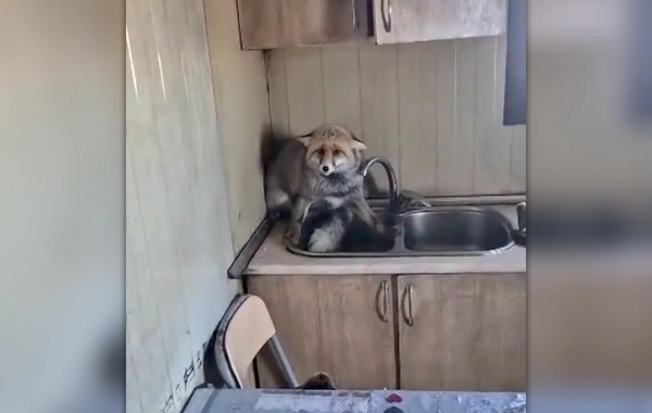 Şəmkirdə tülkü evə girdi