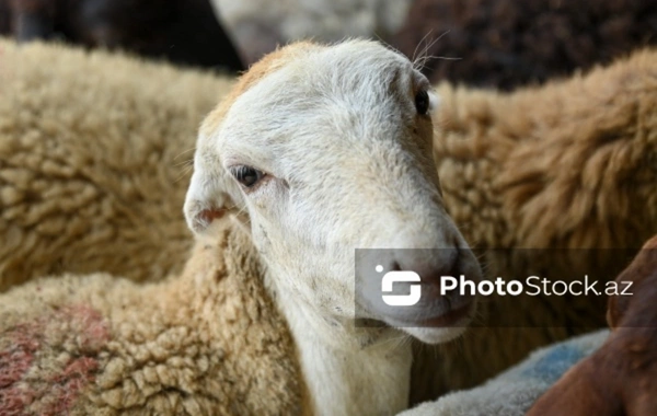 Göygöldə 60-dan çox qoyun oğurlandı: Hadisəni törədənlərin axtarışları davam edir