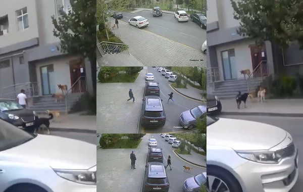 В Баку бродячие собаки напали на маленькую девочку