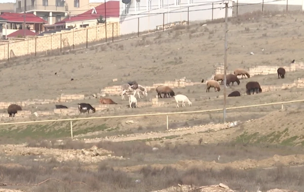 Novxanıda ferma sahibi ilə sakinlər arasında NARAZILIQ - VİDEO