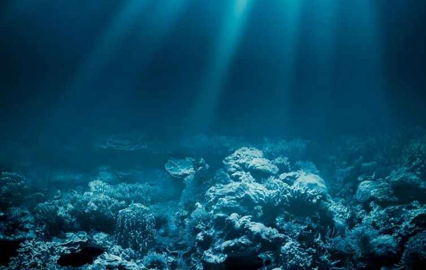 Ətyeyən dəniz canlısı növü kəşf edilib