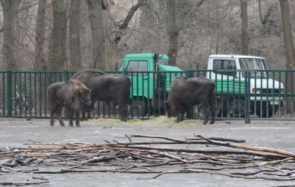 Almaniyadan Azərbaycana 18 zubr yola salınıb