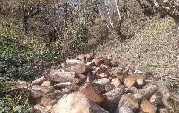 Oğuzda 21 yaşlı şəxs 15 ağacı kəsib