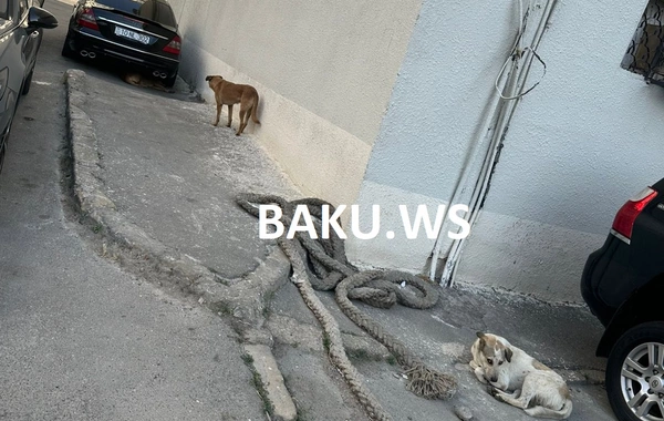 Bakının bu ərazisində küçə itləri insanları qorxuda saxlayır