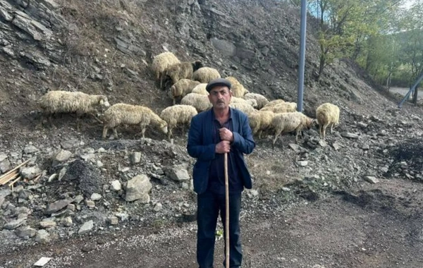 6 rayonda məskunlaşan sakinlər qoyunçuluq təsərrüfatı qurublar