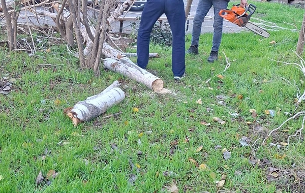 В Баку сильный ветер повалил 8 деревьев