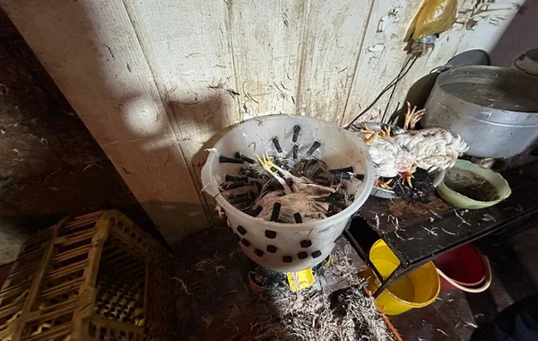 Masallıda qanunsuz fəaliyyət göstərən toyuq kəsimi sexi aşkarlandı