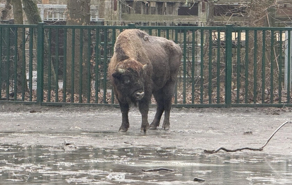 Almaniyadan Azərbaycana 18 zubr yola salınıb
