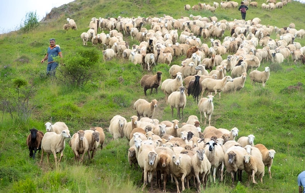 Azərbaycanda yaylaq mövsümü ilə bağlı fermerlərin qeydiyyatına start verilir