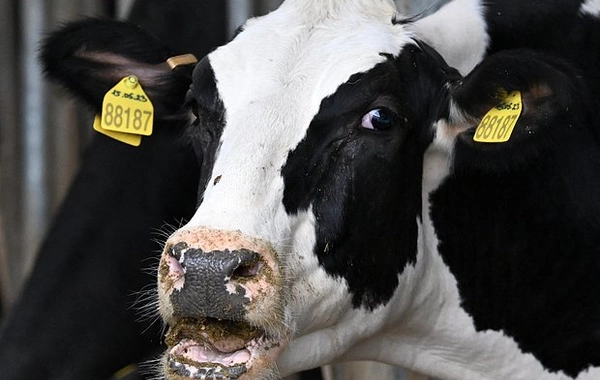 Qazaxıstan heyvan idxalına müvəqqəti məhdudiyyət qoyub