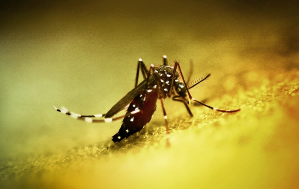 Çində yeni virus YAYILIR
