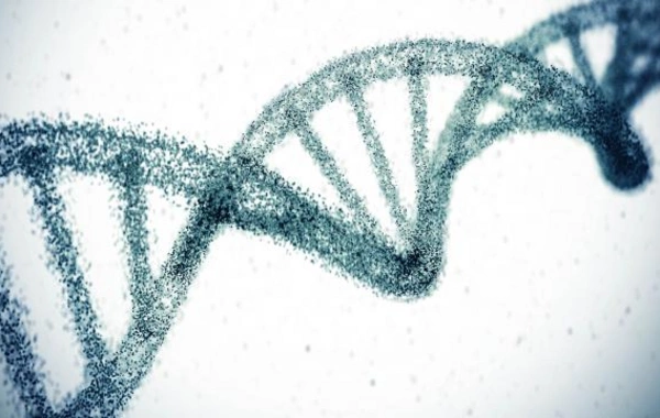 Genetik faktorların ömür uzunluğuna təsiri gözləniləndən daha böyükdür