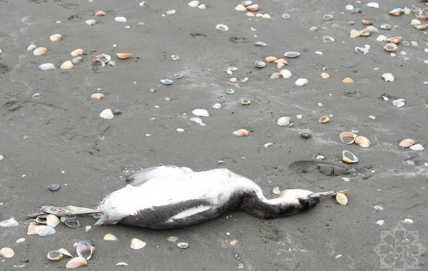 На побережье Каспия в Хачмазе погибли тысячи поганок