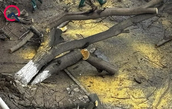 Qaraçuxurda ağac yola aşdı: Hərəkət məhdudlaşdı