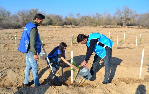 IDEA Bərdə və Beyləqanda kütləvi ağacəkmə aksiyaları təşkil edib