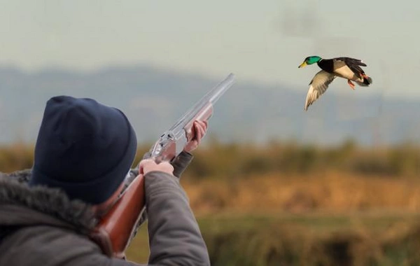 Qaradağ rayonunda qanunsuz ov edən iki nəfər saxlanılıb