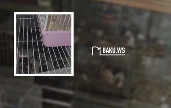 Bakının mərkəzində heyvanlara zülm verilir - Bir-birinin üstündə saxlanılan Xəzər tısbağaları