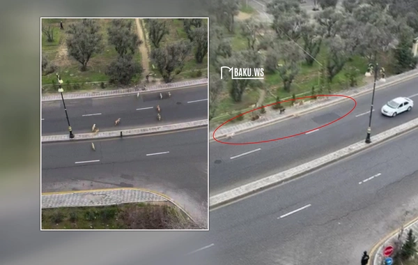 Binəqədi rayonunda sahibsiz itlər sakinlər üçün təhlükə yaradır