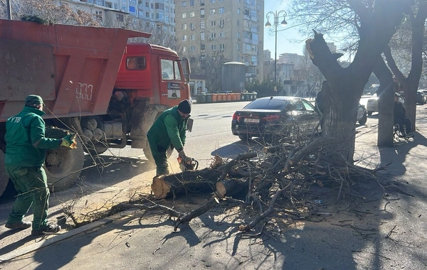 В Баку сильный ветер повалил 8 деревьев