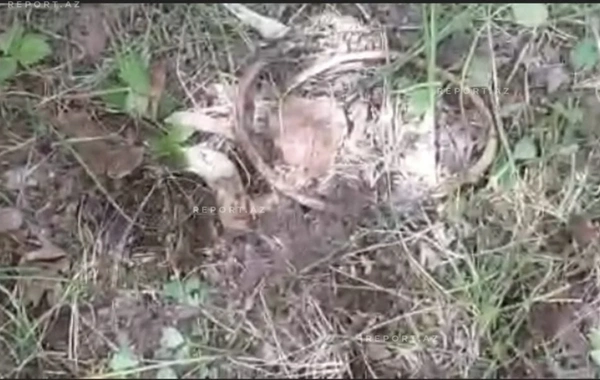 Ağdərədə itkin düşən ailəyə aid olduğu ehtimal edilən sümük fraqmentləri tapılıb