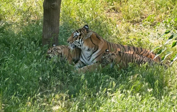 Bakı Zooloji Parkında Amur pələngi balaları dünyaya gəlib
