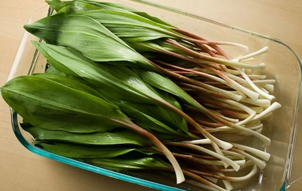 What is wild garlic