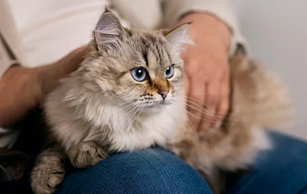 Pişiklər xərçəngin müalicəsinə kömək edə bilər