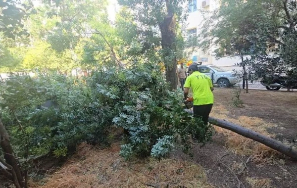 Güclü külək Bakıda onlarla ağacı aşırdı, budaqları sındırdı