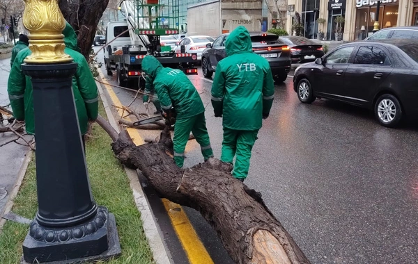 Bakıdakı güclü küləkdə 19 ağac qırıldı