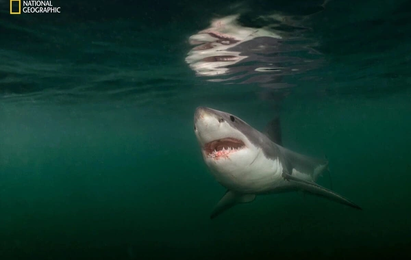 "Photos of the Year" from National Geographic: the most "powerful" photographs of 2025 published