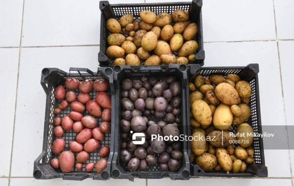 Azərbaycanın kartof ixracı 43 faizdən çox artıb - Bəs yerli bazarda vəziyyət necədir?