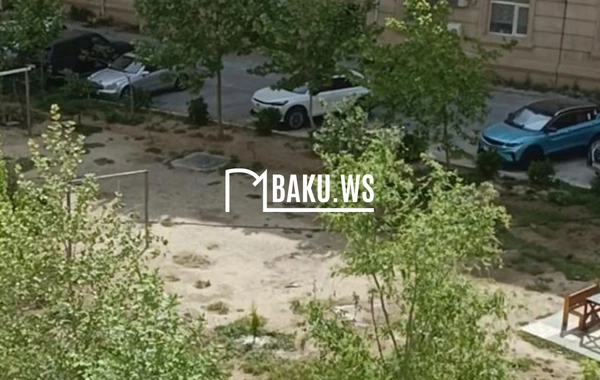 Bakıda 10 metrlik ağac bir gecədə "yoxa çıxarıldı"