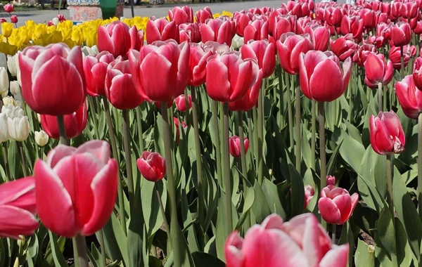 Bakıda 16 dərəcə isti olacaq