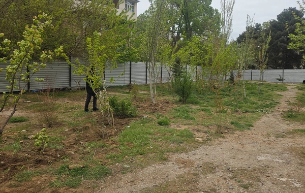 Sumqayıt MTK ağacları kökündən çıxardı, nazirlik bərpa etdi