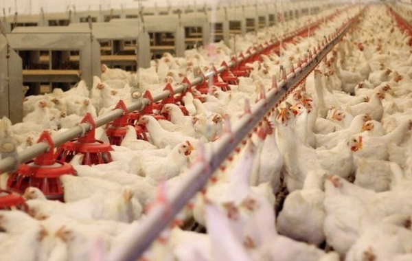 Bu ölkələrdən quş və heyvan məhsullarının gəitirilməsi MƏHDUDLAŞDIRILDI