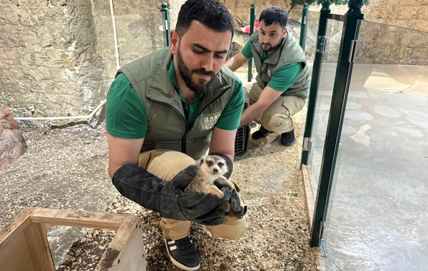 Ponilanddə qanunsuz saxlanılan vəhşi heyvanlar xilas edilib