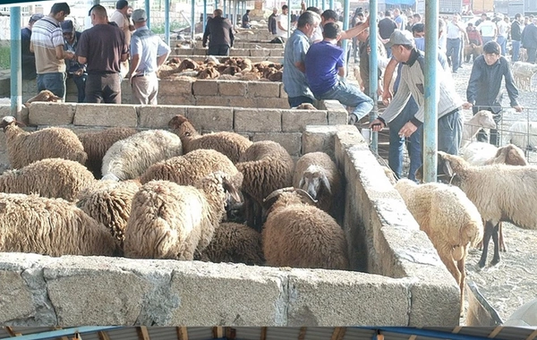 Şamaxı və Göyçay heyvan satışı bazarları açılıb