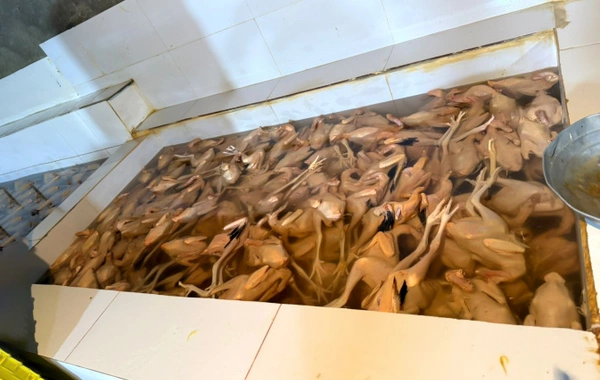 Xırdalanda 2 min ev quşunun qanunsuz kəsildiyi sexin fəaliyyəti məhdudlaşdırılıb