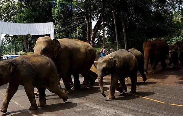 Hindistanda sərnişin qatarı fillərə çırpıldı: 7 fil tələf oldu