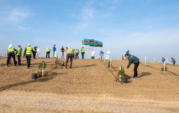 SOCAR Midstream ağacəkmə aksiyası keçirib