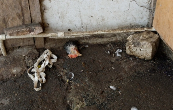 Sabunçu bazarında REYD - "Allahın cücüsüdür"