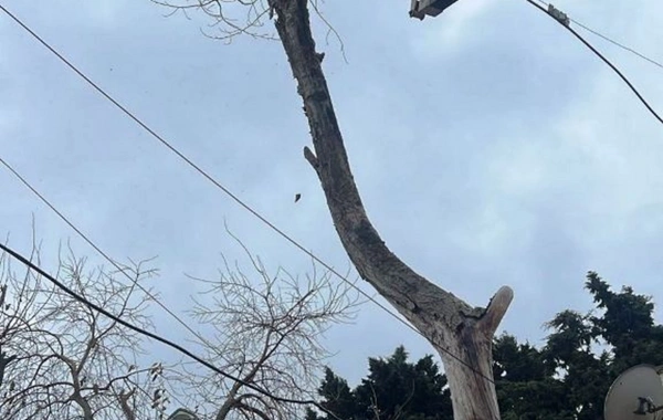 Güclü küləyə görə Bakıda 9 ağac sınıb